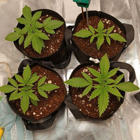 Selva negra 1 growlog timeline photo
