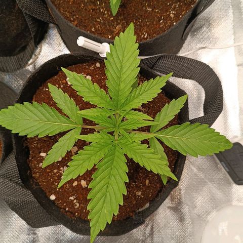 Selva negra 1 growlog timeline photo