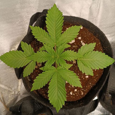 Selva negra 1 growlog timeline photo