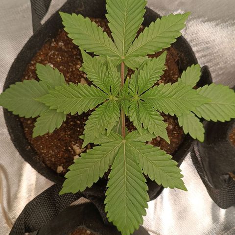 Selva negra 1 growlog timeline photo