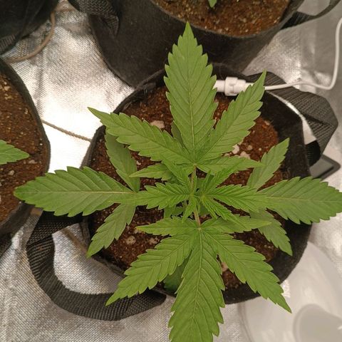 Selva negra 1 growlog timeline photo