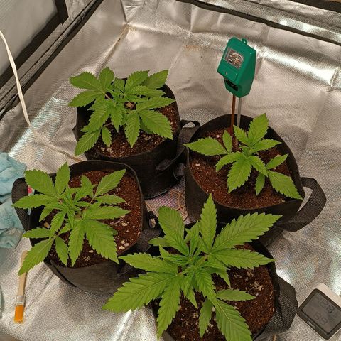 Selva negra 1 growlog photo: Plants in the morning with the leafs up
