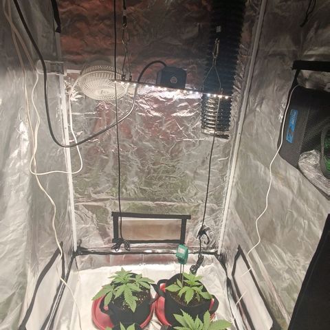 Selva negra 1 growlog timeline photo