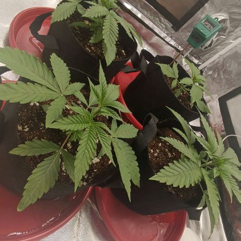 Selva negra 1 growlog timeline photo