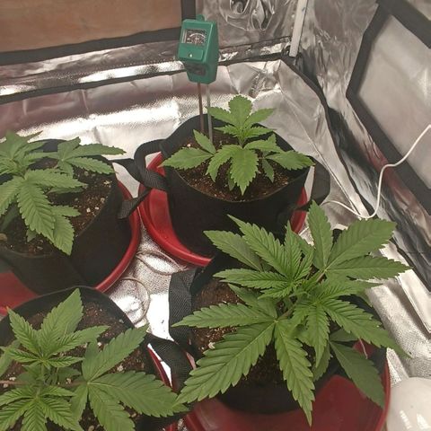 Selva negra 1 growlog timeline photo