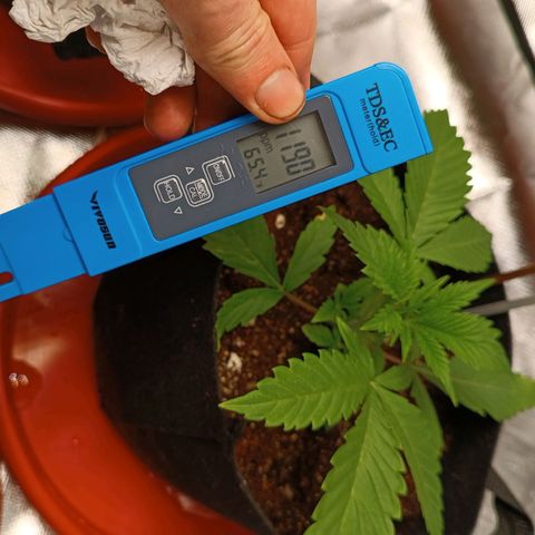 Selva negra 1 growlog timeline photo