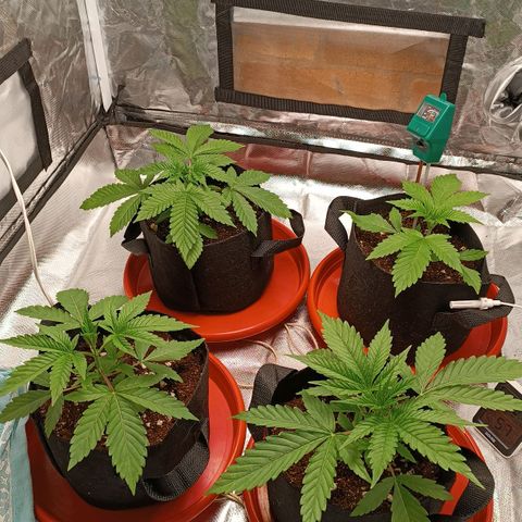 Selva negra 1 growlog timeline photo