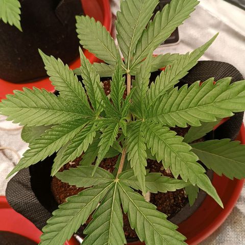 Selva negra 1 growlog timeline photo