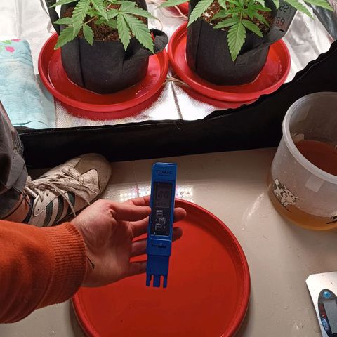 Selva negra 1 growlog timeline photo