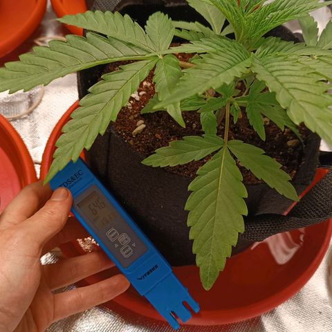 Selva negra 1 growlog timeline photo