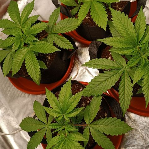 Selva negra 1 growlog timeline photo