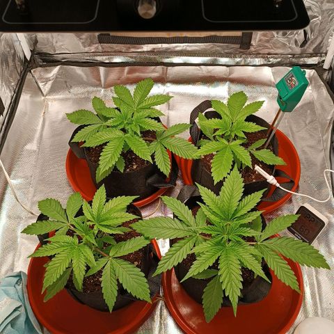 Selva negra 1 growlog timeline photo