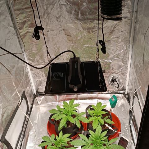 Selva negra 1 growlog timeline photo