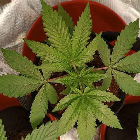 Selva negra 1 growlog timeline photo