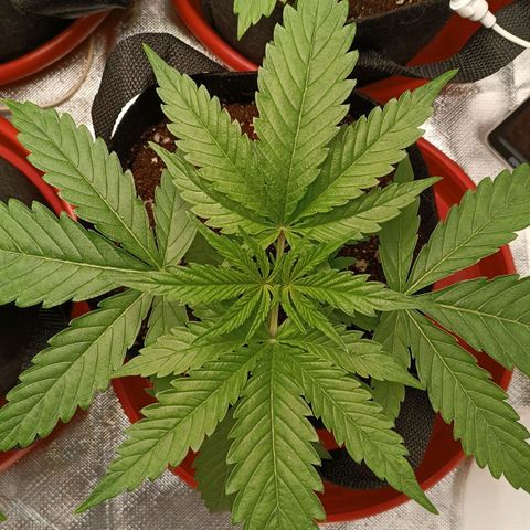 Selva negra 1 growlog timeline photo