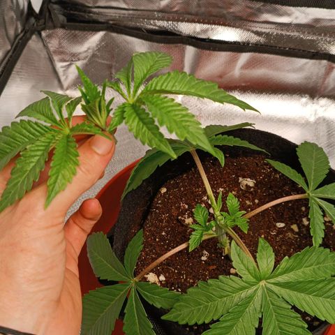 Selva negra 1 growlog timeline photo