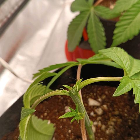 Selva negra 1 growlog timeline photo