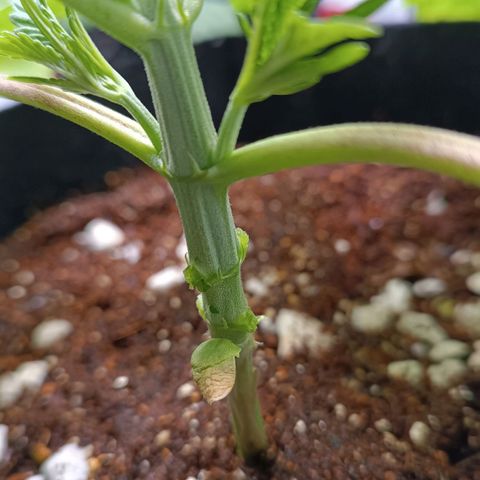 Selva negra 1 growlog timeline photo
