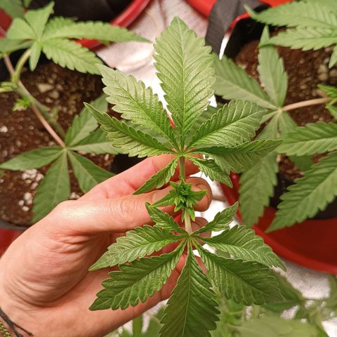 Selva negra 1 growlog timeline photo