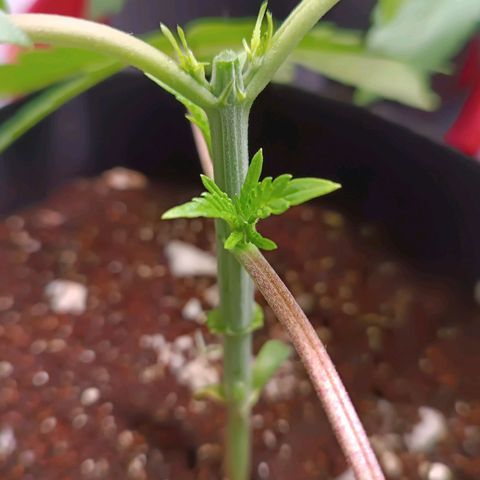 Selva negra 1 growlog timeline photo