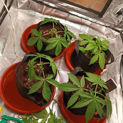 Selva negra 1 growlog timeline photo