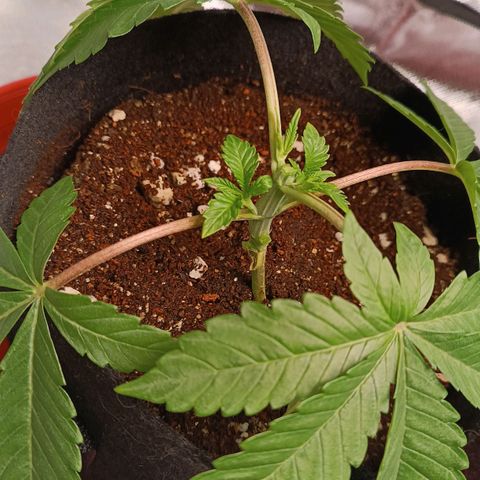Selva negra 1 growlog timeline photo