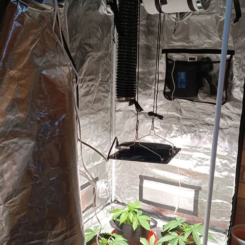 Selva negra 1 growlog timeline photo