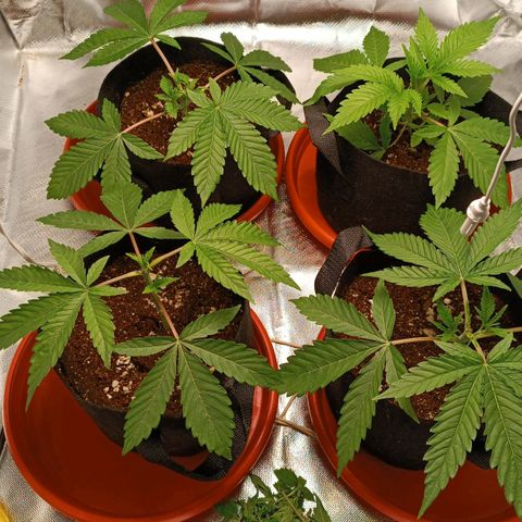 Selva negra 1 growlog timeline photo