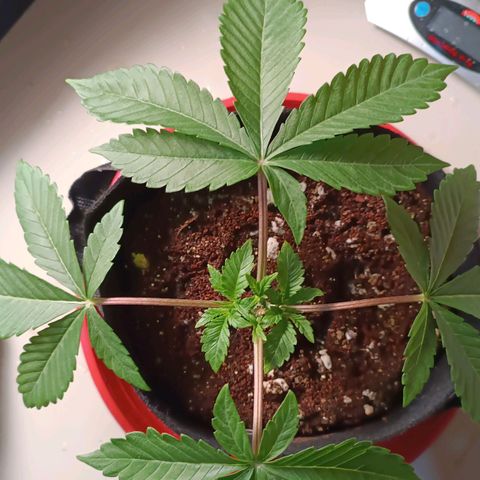 Selva negra 1 growlog timeline photo