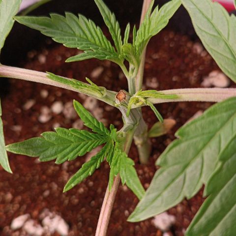 Selva negra 1 growlog timeline photo