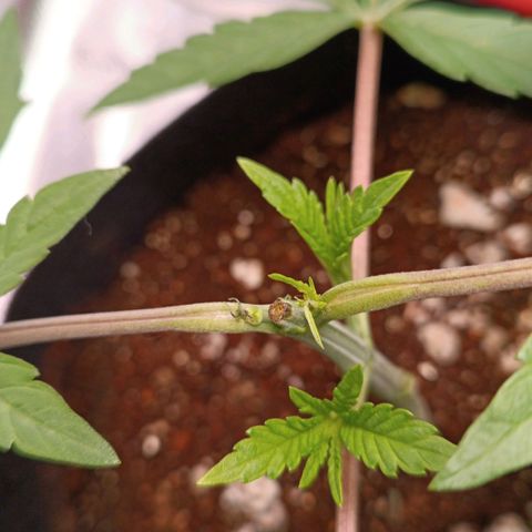 Selva negra 1 growlog timeline photo