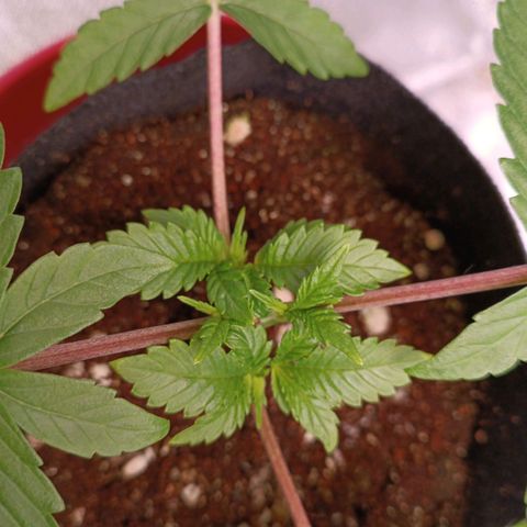 Selva negra 1 growlog timeline photo