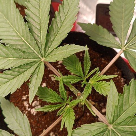 Selva negra 1 growlog timeline photo