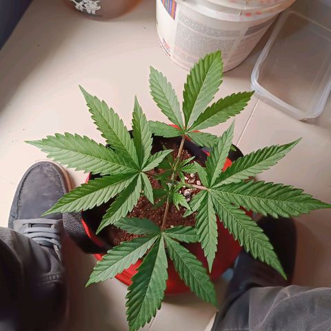 Selva negra 1 growlog timeline photo