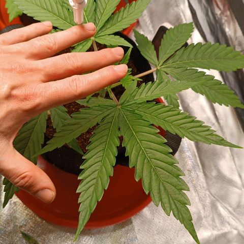 Selva negra 1 growlog timeline photo