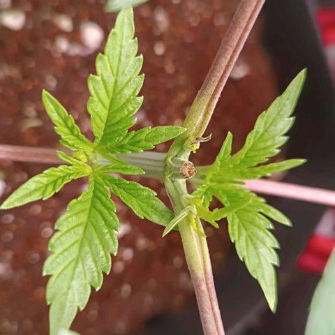 Selva negra 1 growlog timeline photo
