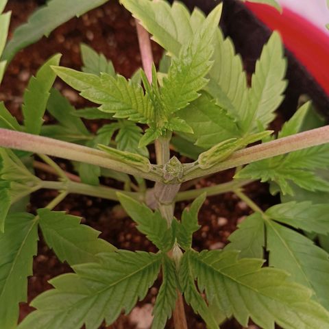Selva negra 1 growlog timeline photo