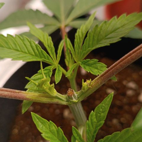 Selva negra 1 growlog timeline photo