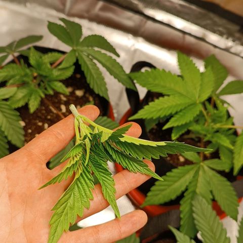 Selva negra 1 growlog timeline photo