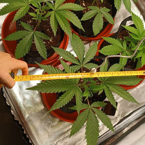 Selva negra 1 growlog timeline photo