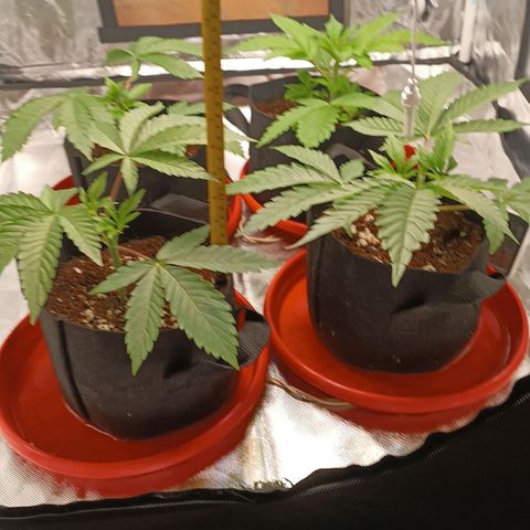 Selva negra 1 growlog timeline photo