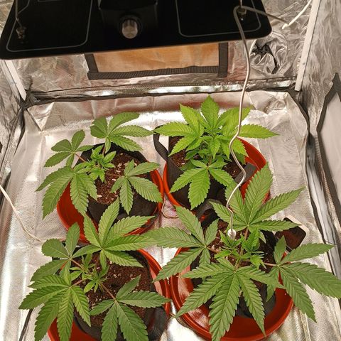 Selva negra 1 growlog timeline photo