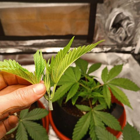 Selva negra 1 growlog timeline photo