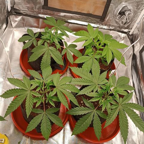 Selva negra 1 growlog timeline photo