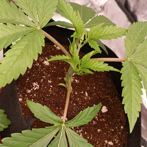 Selva negra 1 growlog timeline photo
