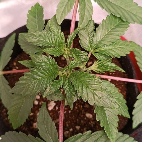 Selva negra 1 growlog timeline photo