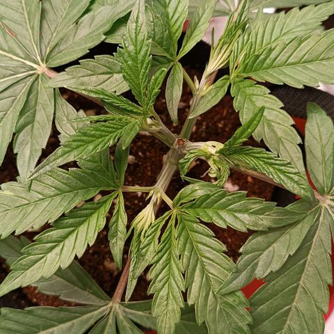 Selva negra 1 growlog timeline photo