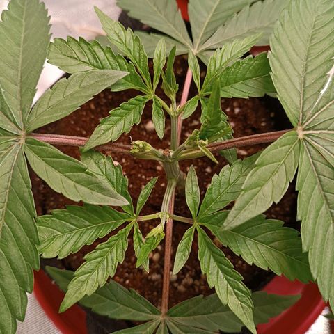 Selva negra 1 growlog timeline photo