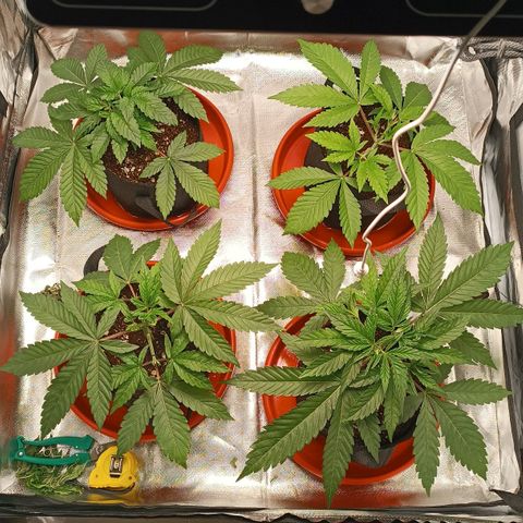 Selva negra 1 growlog timeline photo