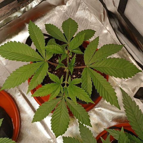 Selva negra 1 growlog timeline photo